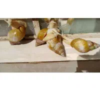 حلزون|خزنده|زابل, |دیوار