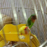 طوطی برزیلی|پرنده|تهران, باغ خزانه|دیوار