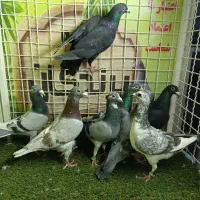 کلبه پرندگان (رنگی ،المانی ،جوجه )بیرجند