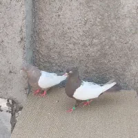 یک جفت کبوتر دوبال سفید