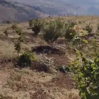 سیصد بادام درباغ سه هزارمتری