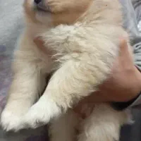 واگذاری توله پامراین خرسی