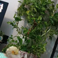 گلدان پتوس سبز و ابلق