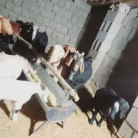 بز وکهره|حیوانات مزرعه|یاسوج, |دیوار