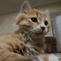گربه