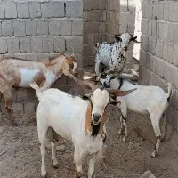 نری مخصوص قربانی موجود