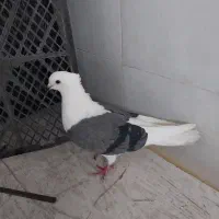 کبوتر ماده‌ شونی