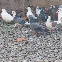 کبوترهای پرشی|پرنده|خان ببین, |دیوار