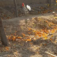 خورس چهل تاج گلین لری اصل 5ماه|حیوانات مزرعه|شهریار, یوسف آباد صیرفی|دیوار