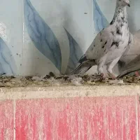 بار جدید اصل جنس|پرنده|کاخک, |دیوار