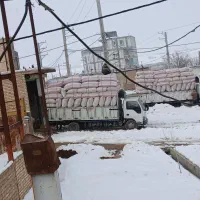 کاه عدس ۵۰ تن سبز داخل گونی خرمنکوب ریز