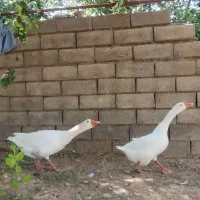 دوتا غاز نره و ماده