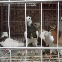 کبوتر|پرنده|دهدشت, |دیوار