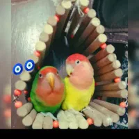 طوطی برزیلی زرد رنگ گمشده کله قرمزه