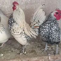 سه عدد خروس مینیاتوری|حیوانات مزرعه|لواسان, |دیوار