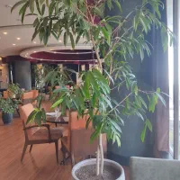 گل و گلدان های بزرگ