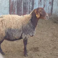 میش هترو خالی|حیوانات مزرعه|سملقان, |دیوار