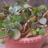 گلی