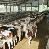 نیازمند نیروی مرد جهت کار در گاوداری