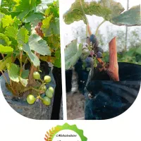 نهال انگور و انجیر و گل|گل و گیاه طبیعی|شیراز, رکنآباد|دیوار