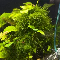 خزه مقدار زیاد