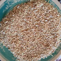 16کیسه گندم دیم اصلاح شده 5.5خشخاش