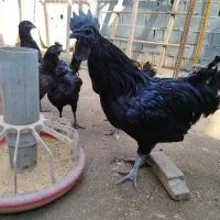 تخم نطفه دار ایام سمانی اصیل اندونزی|حیوانات مزرعه|بابل, |دیوار