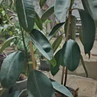 گل فیلکوس بزرگ