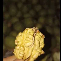 خشکبار|خوردنی و آشامیدنی|قم, ارم|دیوار