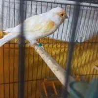 قناری نر درشت و کشیده در حد سوپر بخون