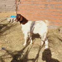 یک نری و یک گیسه چاق نزات مناسب کشتن نذر|حیوانات مزرعه|بم, |دیوار