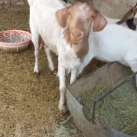 بز  دورگ سانا