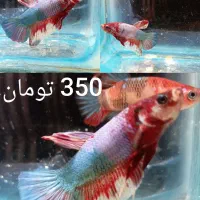 ماهی فایتر|ماهی|تبریز, |دیوار