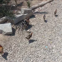 نیمچه مرغ عربی۱۰عددسالم