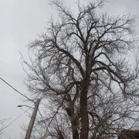 خرید برش درخت و چوب|خدمات باغبانی و درختکاری|محمدیه-قزوین, |دیوار