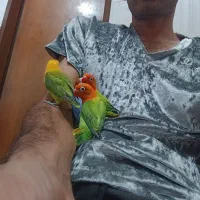 فیشر دستی وعروس دستی