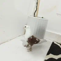 کلاغ کربلایی کاکلی ماده