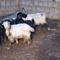 بزغاله بره کهره