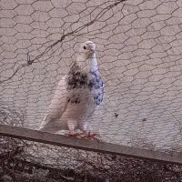 طوقی چند عدد|پرنده|بستان آباد, |دیوار