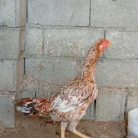 مرغ و خروس و جوجه لاری اصل|حیوانات مزرعه|سمنان, |دیوار