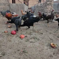 جوجه مرغ و خروس لاری|حیوانات مزرعه|مشهد, امیریه|دیوار