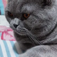 گربه بریتیش اصیل|گربه|ساری, |دیوار