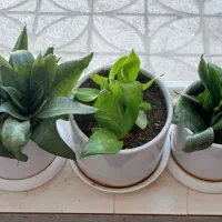 سانسوریا پا کوتاه