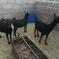 فروش گوسفند|حیوانات مزرعه|زرند, |دیوار