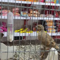 سهره خاکی جوجه امسال