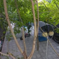 ویلا سند شش دانگ روستای وشنوه