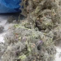 فروش اسطوخودوس و کاکوتی دمنوش گیاهی|آرایشی، بهداشتی، درمانی|پردیس, فاز ۱۱|دیوار