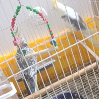 جفت عروس هلندی