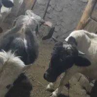 دو عدد گوساله نره دارم مناسب برای نگهداری|حیوانات مزرعه|عنبران, |دیوار