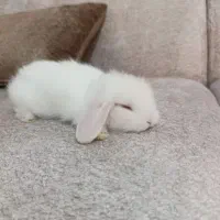 خرگوش لوپ